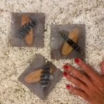 turkey feather & wood sliver coasters